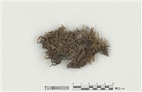 藏品(砂苔屬)的圖片